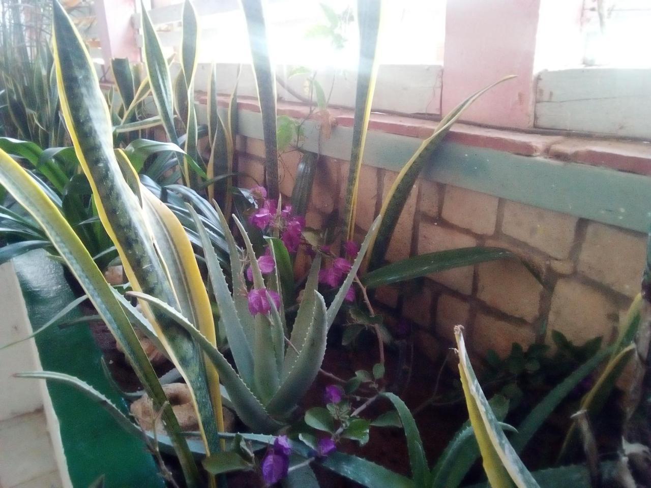 Residence A Paz Sal Rei Zewnętrze zdjęcie